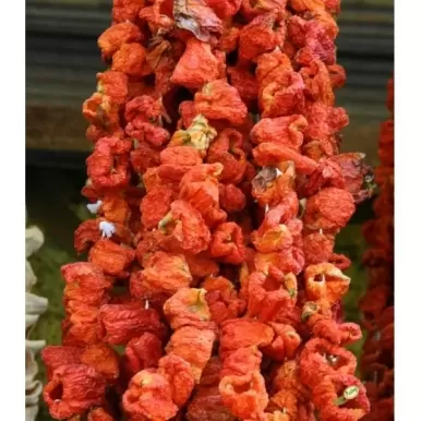 11-Tatlı-Biber-Kurusu